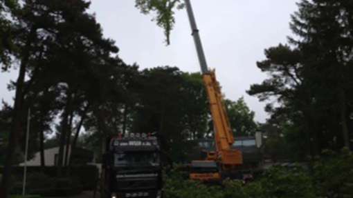 rooien van amerikaanse eikenbomen